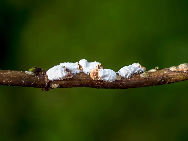 Schädlinge an Hortensien mit Bildern identifizieren - Wollläuse haben einen weißen Belag