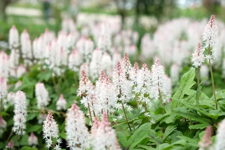 schaumblüte (tiarella cordifolia) mit attraktiven, traubenförmigen blüten für die grabstätte