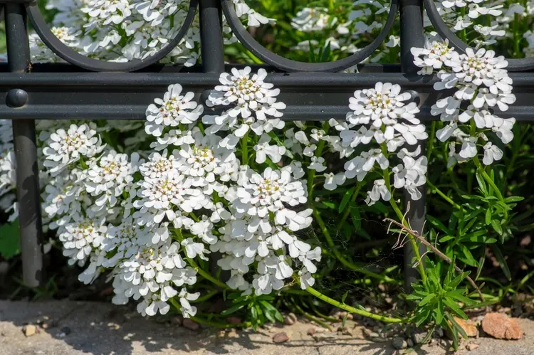 Candytuft (Iberis sempervirens) for planting a grave at the edge of a double grave or a single grave