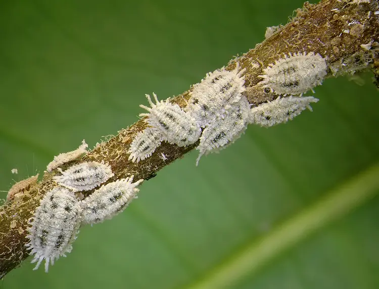 Schmierläuse scheiden Honigtau aus, der Pilzkrankheiten begünstigt