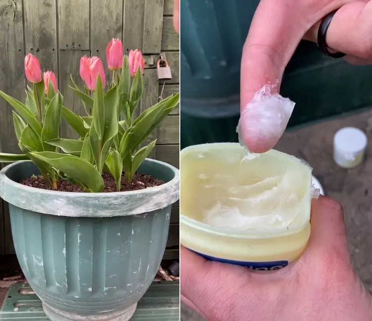 Schnecken im Garten bekämpfen mit Vaseline - Töpfe, Beeteinfassungen oder Blumenständer einreiben