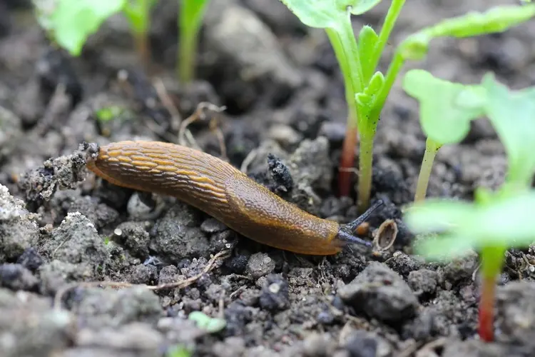 Schnecken im Garten bekämpfen - Top 5 Hausmittel und Hacks aus dem Internet