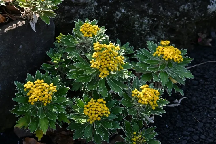 sommerblumen für gräber die pazifik margerite (ajania pacifica) ist ein gelber dauerblüher und wintergrün