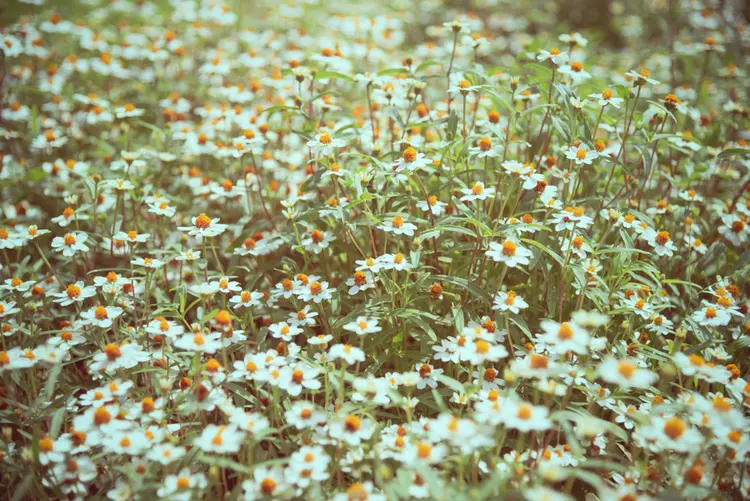 teppichkamille (anthemis nobilis) ist äußerst pflegeleicht und mehrjährig