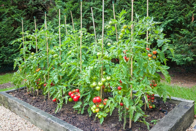 tomaten mit aspirin behandeln für bessere gesundheit der pflanzen