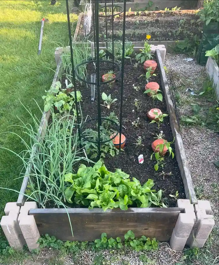 tomaten zwiebeln und salat zusammen im hochbeet gepflanzt