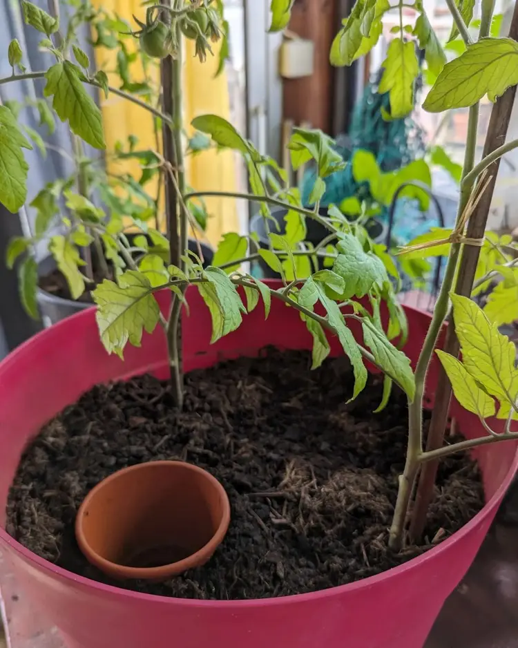 tomatenpflanzen in kübeln bewässern mit tontopf wasserspender