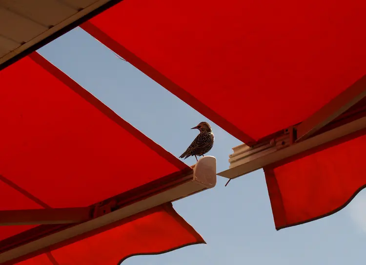 Wie-effektiv-Vogelkot-von-der-Markise-entfernen-So-bearbeiten-Sie-die-tzende-Verschmutzung