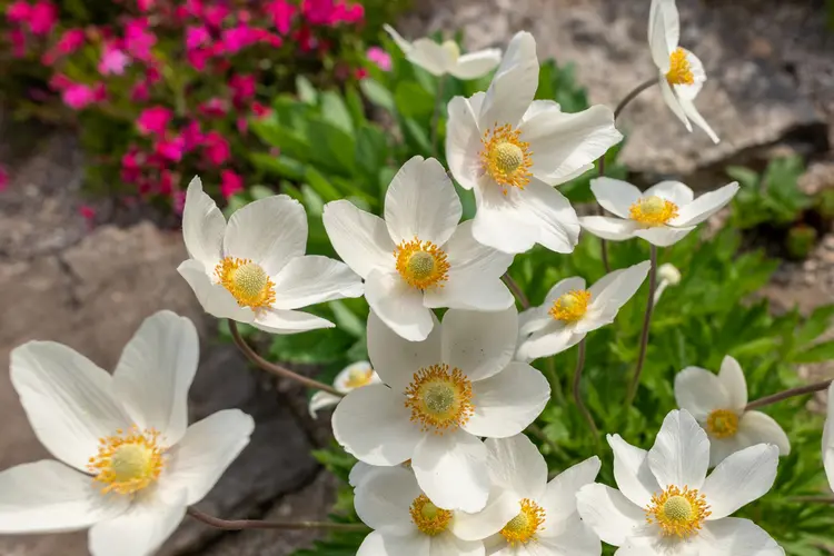 wald anemonen (anemone sylvestris) als kleinwüchsige pflanzen für den friedhof mit großen blüten