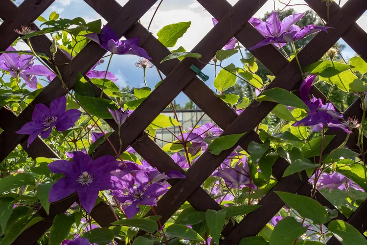 waldreben (clematis) wachsen blickdicht und blühen mit großen blüten