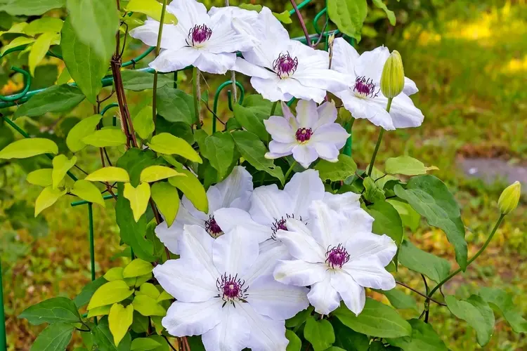 waldreben richtig düngen für gesunde pflanzen und üppige blüten