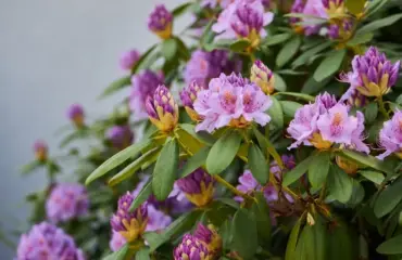 warum blüht mein rhododendron nicht nährstoffmangel, schnittfehler und andere ursachen