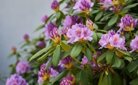 warum blüht mein rhododendron nicht nährstoffmangel, schnittfehler und andere ursachen