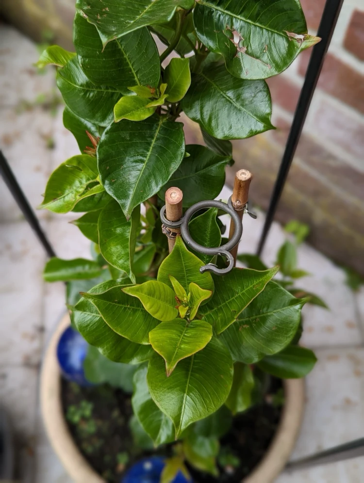 How to bring Dipladenia climbing aid to the pot