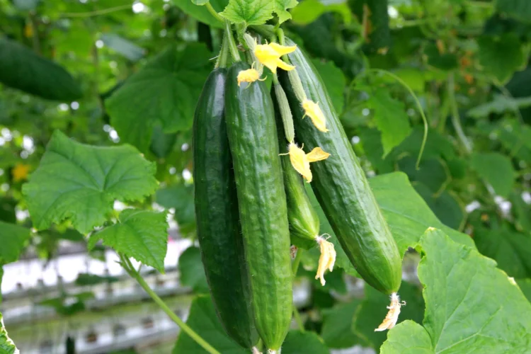 Remove male flowers from cucumbers: That’s why it is so essential!