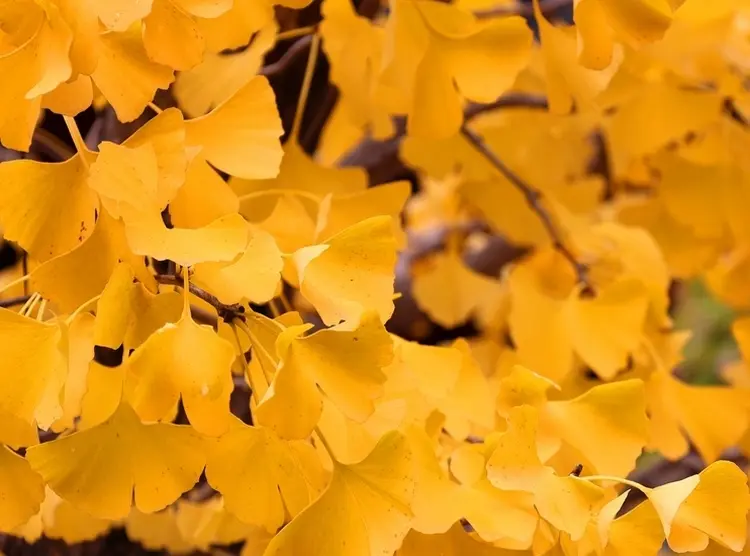 Small species of Ginkgo biloba are known as cemetery trees