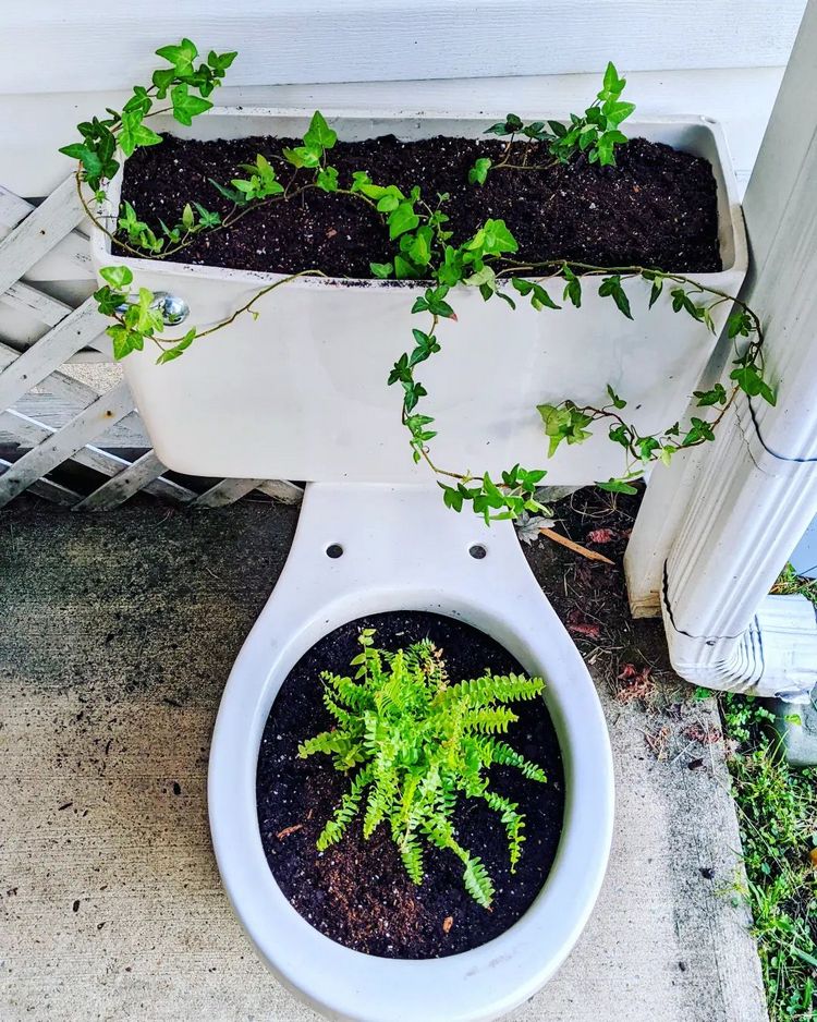 Alte Toilette im Garten bepflanzen mit Efeu für den Kasten und Farne für die Schüssel