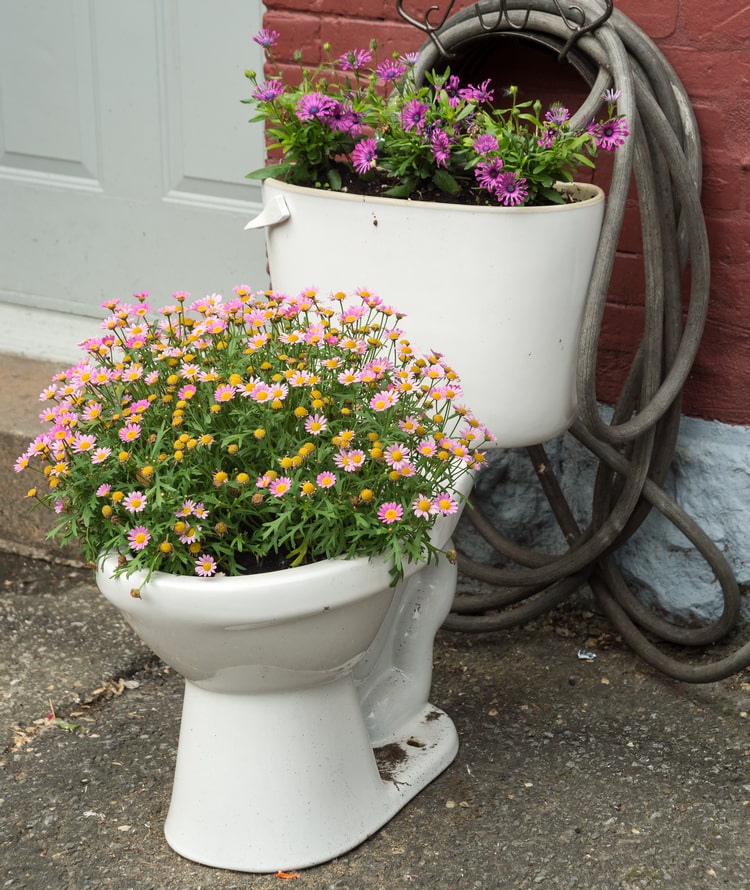 Alte Toilette im Garten bepflanzen mit Gänseblümchen, Margeriten oder anderen Sommerblumen