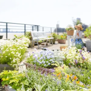 Blumen und blühende Pflanzen für Hitze auf Dachterrasse