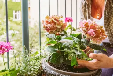 Chlorose bei der Hortensie erkennen und mit Eisendünger behandeln