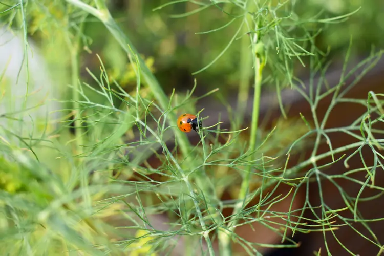 Pests in raised beds?  These flowers and herbs will hold you away!