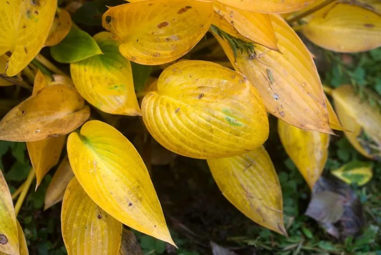 Hostas haben gelbe Blätter und keine Blüten