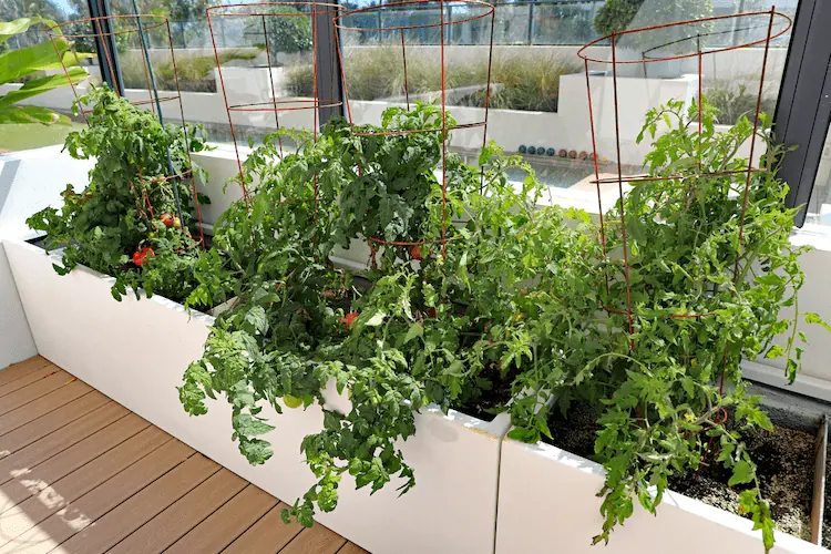 Gemüsegarten auf der Dachterrasse anlegen