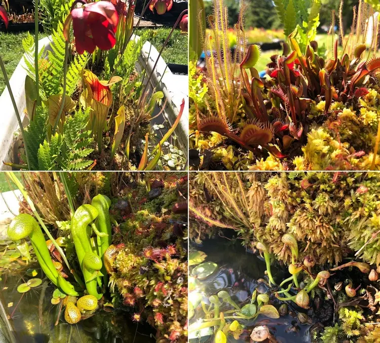 Ideen für die alte Badewanne - Eine Sumpflandschaft kreieren mit fleischfressenden Pflanzen