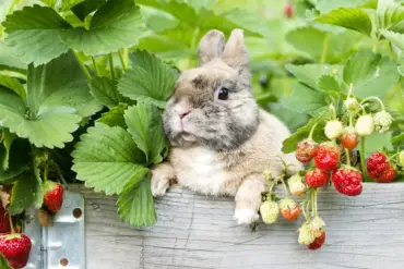 Kaninchen, Meerschweinchen und Schildkröten fressen die Blätter der Erdbeeren