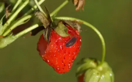 kellerasseln im hochbeet fressen erdbeeren