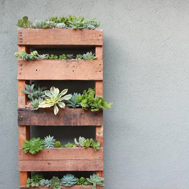 Kleine Paletten mit Sukkulenten bepflanzen für Garten, Balkon oder Terrasse