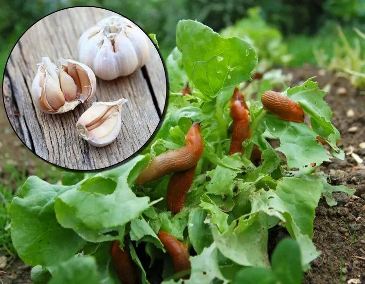 Knoblauch gegen Schnecken anwenden - Spritzmittel oder Mischkultur