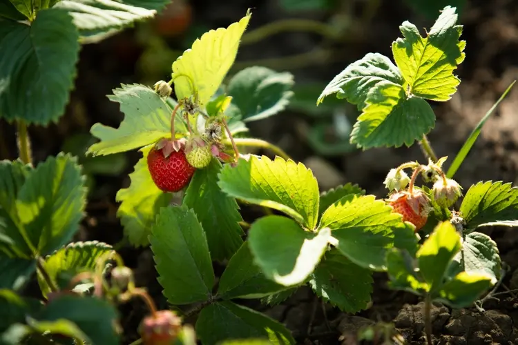 Man kann die Blätter von Erdbeeren frisch konsumieren oder trocknen