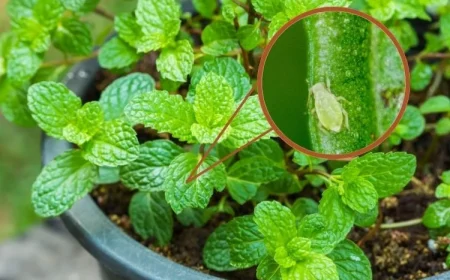Minzpflanze vor Blattläuse schützen Tipps