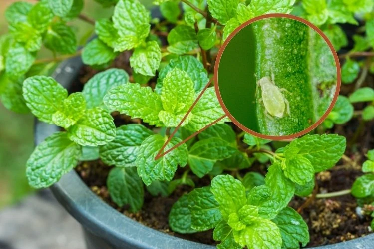 Minzpflanze vor Blattläuse schützen Tipps