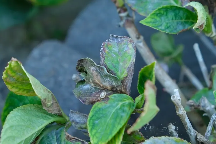 Pilzbefall bei Hortensien - Mittel gegen Mehltau oder Grauschimmel