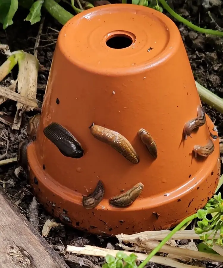 Schneckenfalle für den Garten selber machen - Bauen Sie ein Versteck aus Töpfen