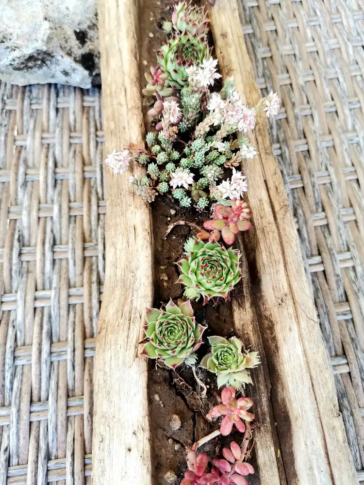 Sukkulenten auf Holz pflanzen als natürliche Sommerdeko