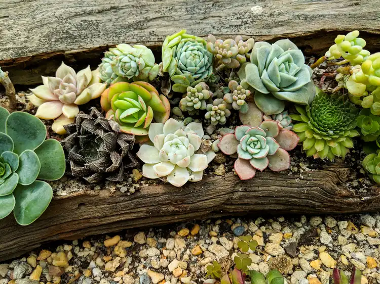 Plant succulents on wooden as an amazing DIY summer season ornament