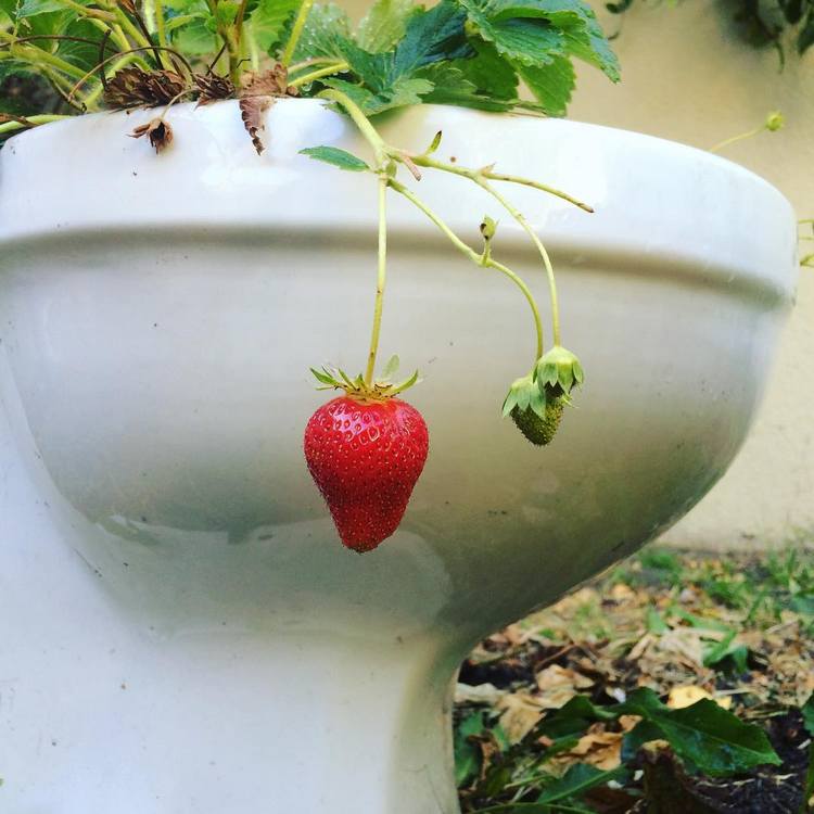 Toilettenschüssel als Topf für Erdbeeren und anderes Obst