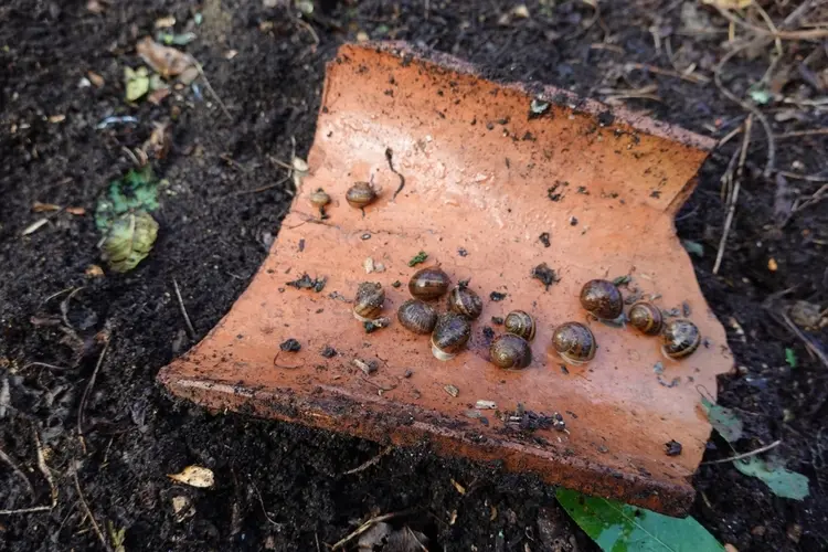 Tonscherben und Ziegelsteine ziehen Nacktschnecken an, da sie Feuchtigkeit speichern