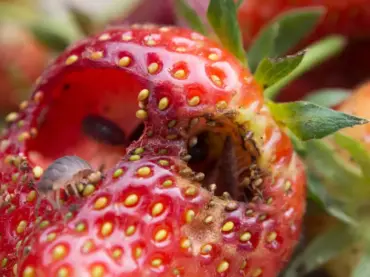 was tun gegen asseln in erdbeeren