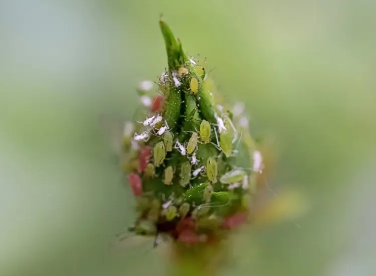 weiße blattlaushüllen sind keine weißen insekten