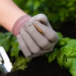 Wie kann man eine Schneckenfalle für den Garten selber machen