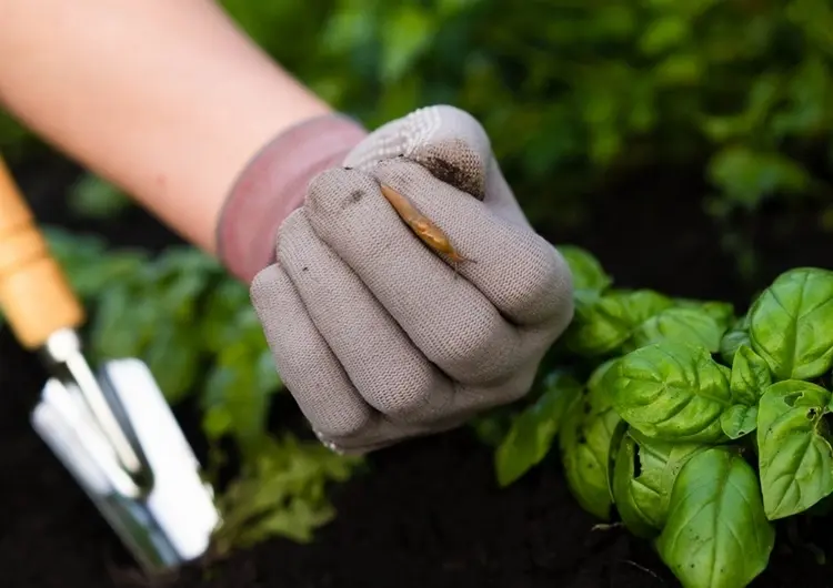 Wie kann man eine Schneckenfalle für den Garten selber machen