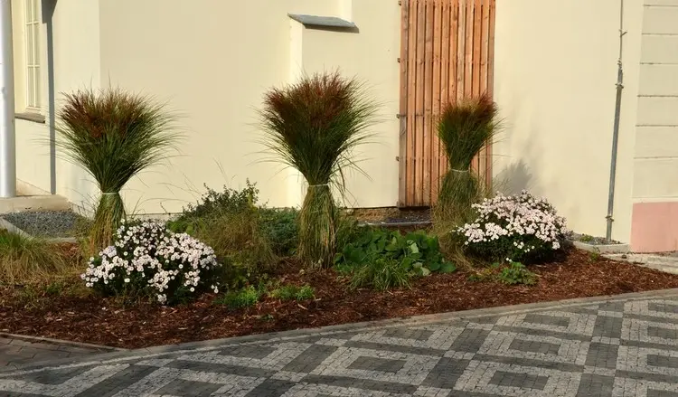 Chrysantheme, vor mittelhohen Gräsern, die zusammengebunden sind