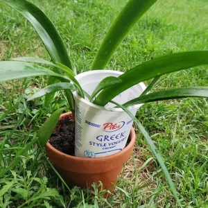 DIY Schneckenschutz mit Joghurtbecher für Garten- und Topfpflanzen