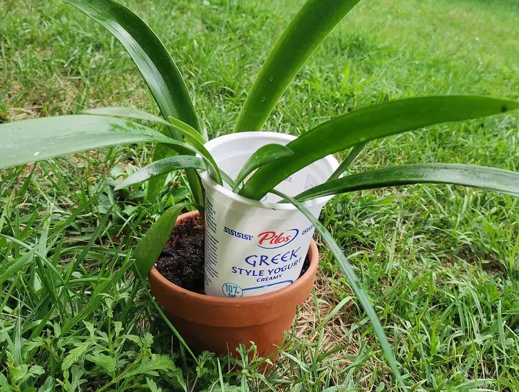 DIY Schneckenschutz mit Joghurtbecher für Garten- und Topfpflanzen