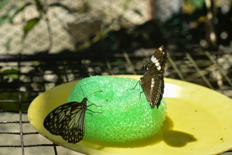 schmetterlinge saugen zuckerwasser von einem schwamm