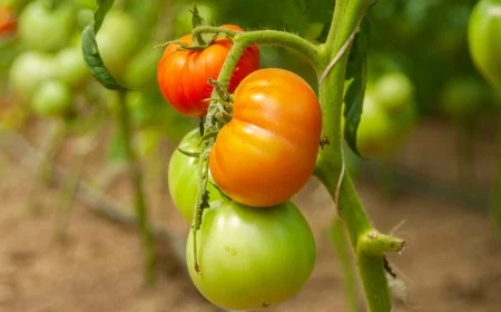 Wie werden Tomaten schneller rot?